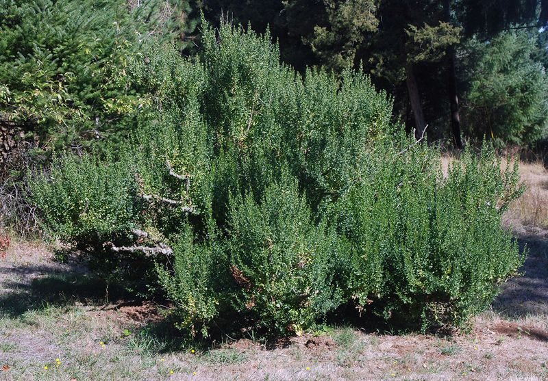 Dry Brush And Lifeless Plants Must Go