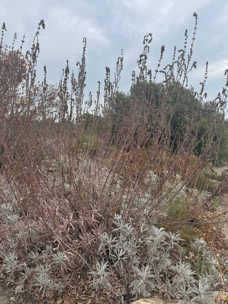 Dry Climate Plants Grow Slowly By Design Dry Climate Plants Grow Slowly By Design