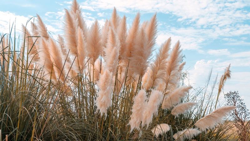 Dry Clumps Raise Fire Risk