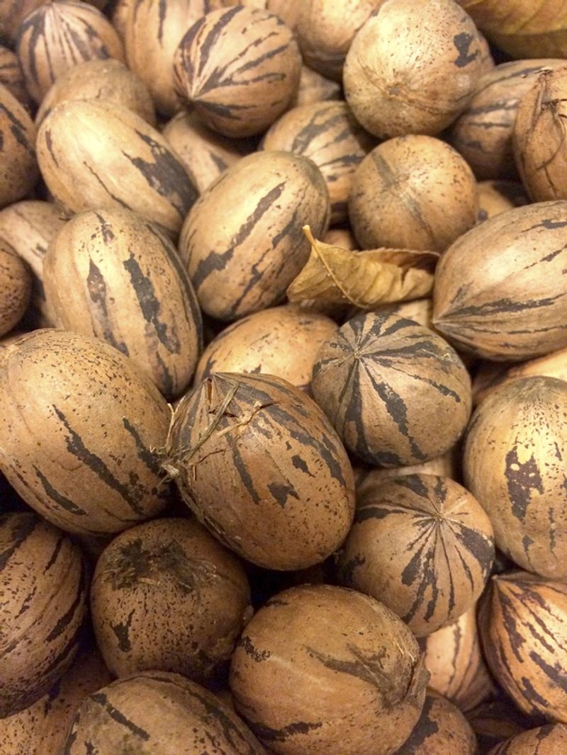 Dry Fresh Pecans Properly In North Carolina Homes Dry Fresh Pecans Properly In North Carolina Homes