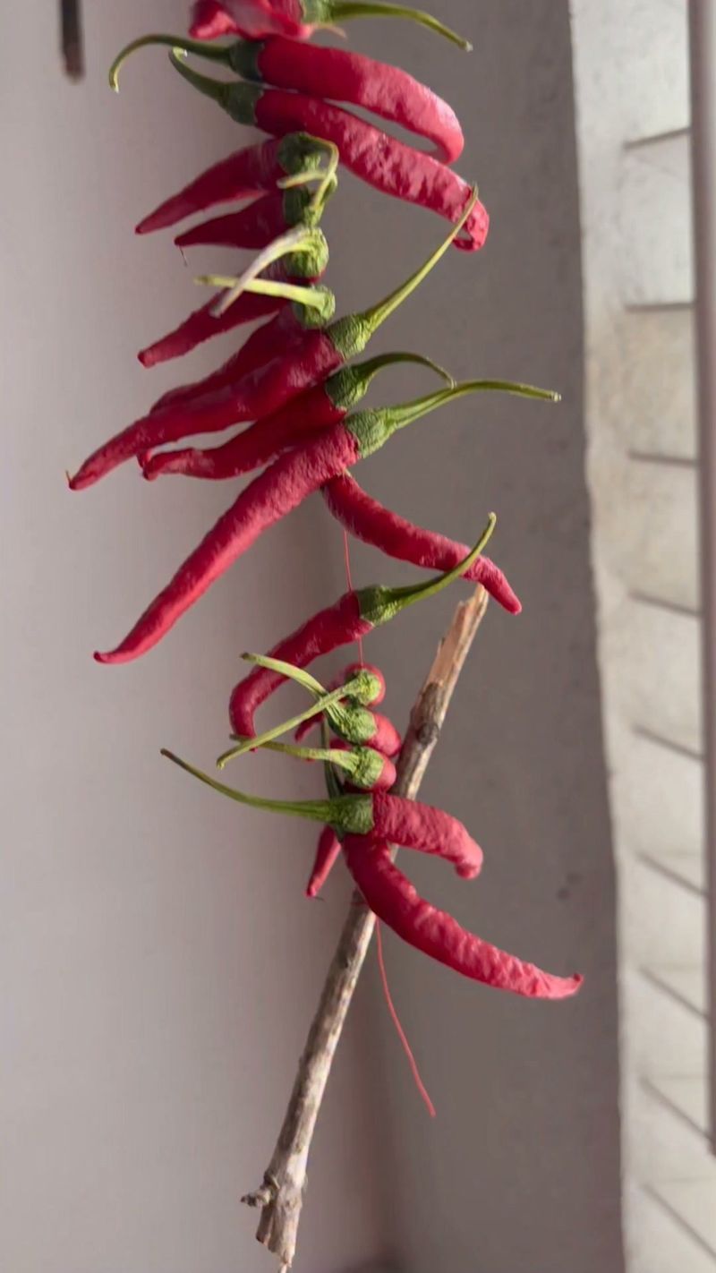 Dry Hot Peppers For Winter Use Dry Hot Peppers For Winter Use