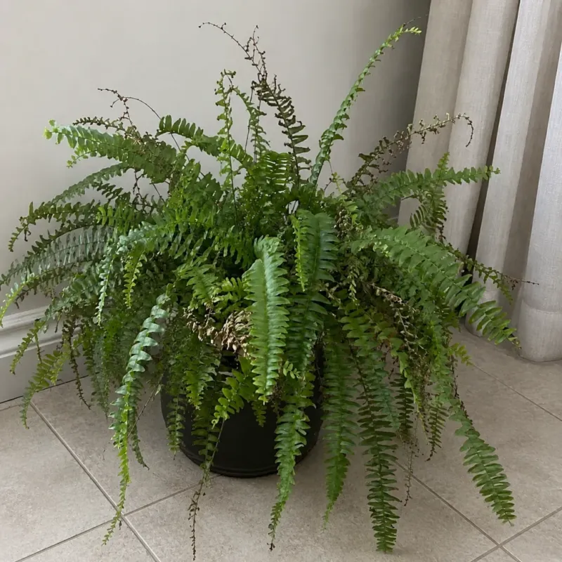 Dry Indoor Air And Overwatering Can Cause Winter Problems Dry Indoor Air And Overwatering Can Cause Winter Problems