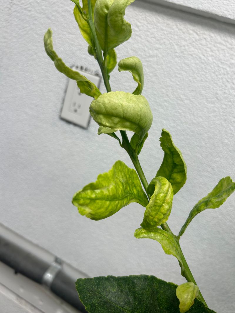 Dry Indoor Air Is Pulling Moisture From The Leaves Dry Indoor Air Is Pulling Moisture From The Leaves