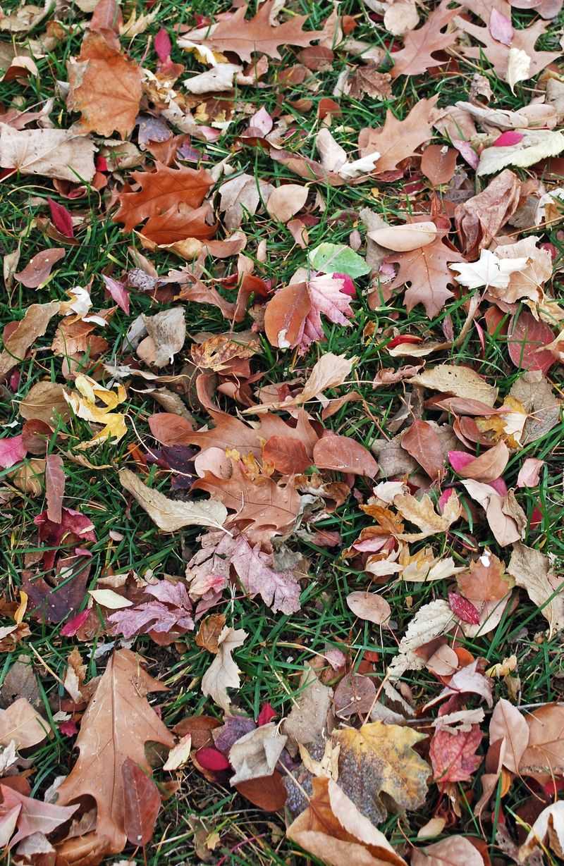 Dry Leaves Shred Best Dry Leaves Shred Best
