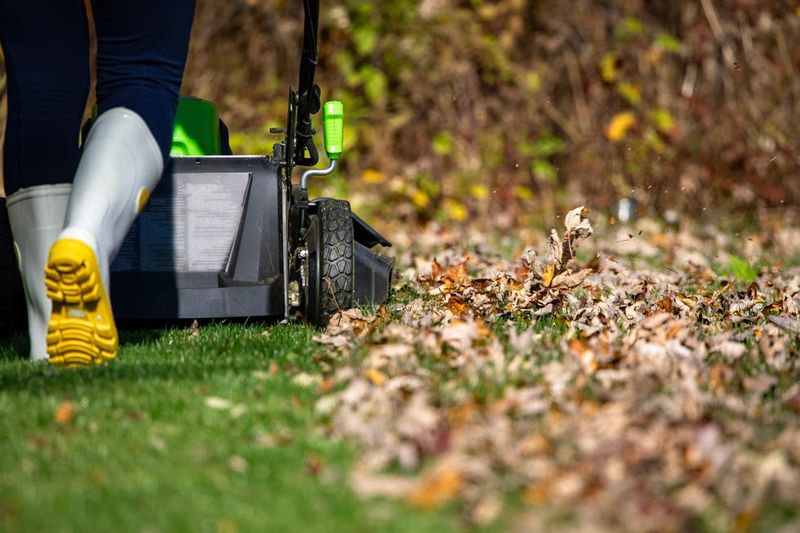 Dry Leaves Shred Better Than Soggy Piles