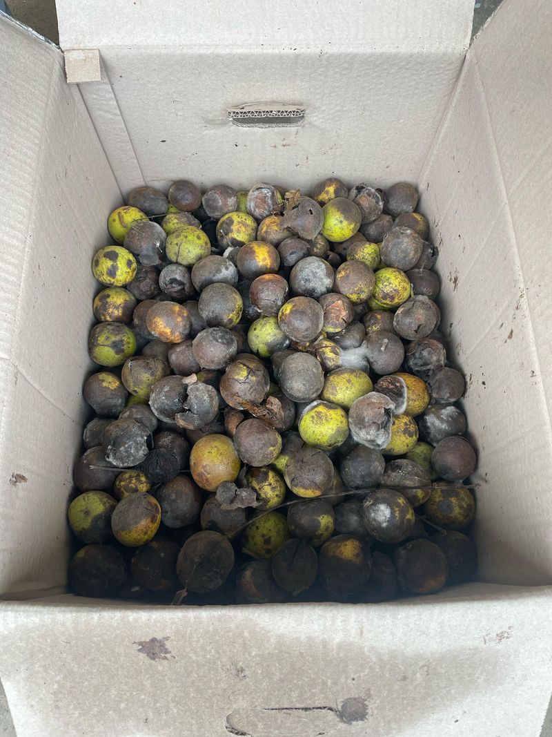 Dry Nuts In A Ventilated Spot Dry Nuts In A Ventilated Spot