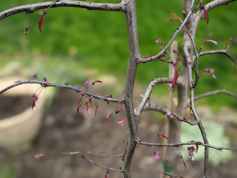 Dry Or Broken Branches Are The Exception Dry Or Broken Branches Are The Exception