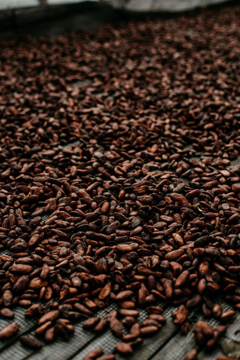 Dry Seeds Indoors In A Single Layer Dry Seeds Indoors In A Single Layer