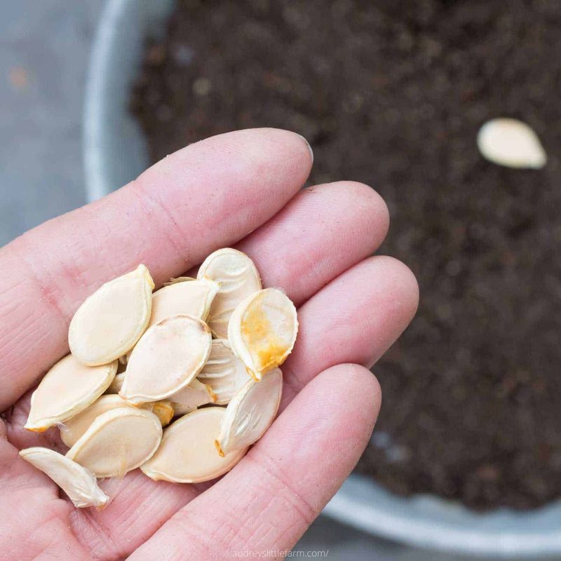Dry Seeds Slowly In Sunshine Or Indoors
