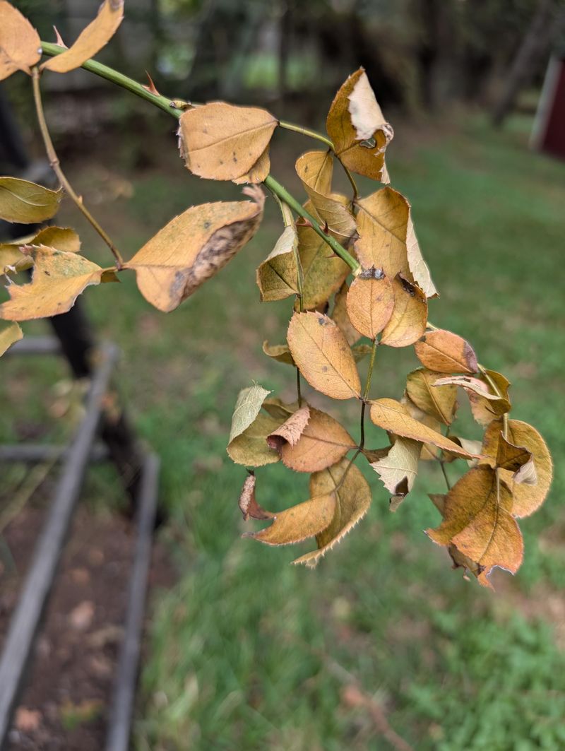 Dry Soil Leaves Roses Thirsty Before Winter Dry Soil Leaves Roses Thirsty Before Winter