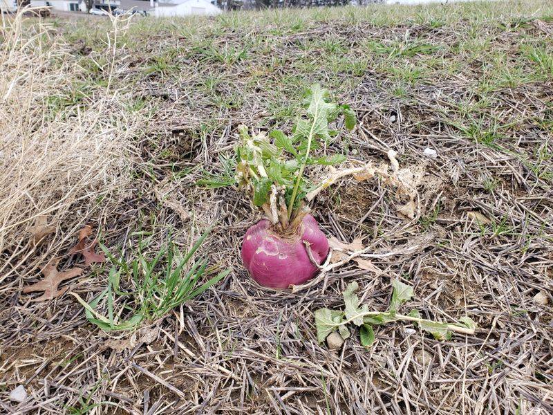 Dry Soil Slowed Their Growth Dry Soil Slowed Their Growth