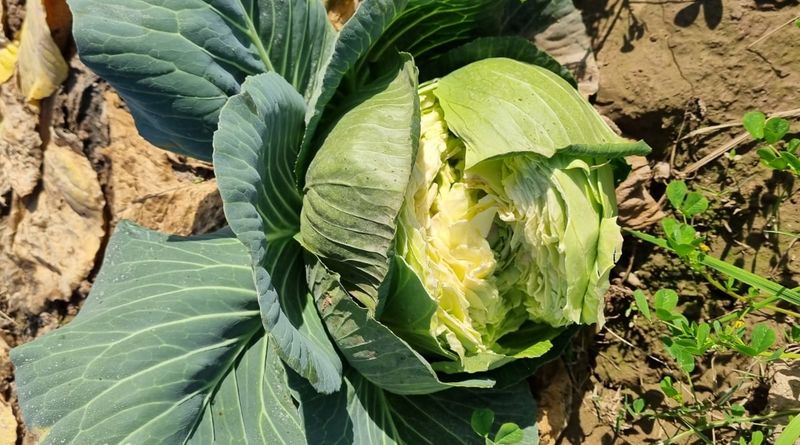 Dry Spells Before Rain Set The Stage Dry Spells Before Rain Set The Stage