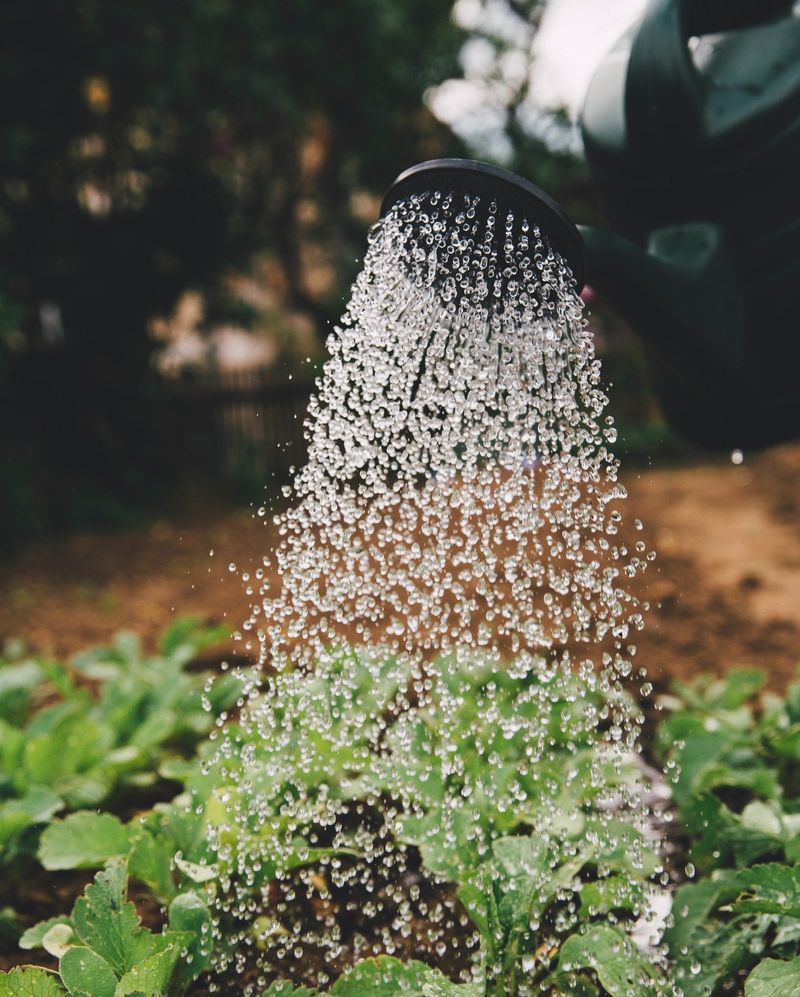 Dry Spells Stop Young Seedlings