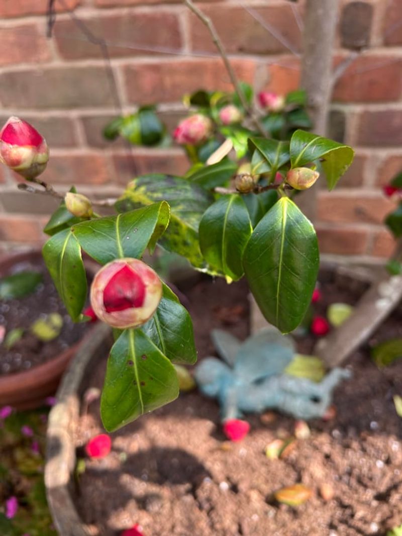 Dry Spells While Buds Form Are A Common Trigger