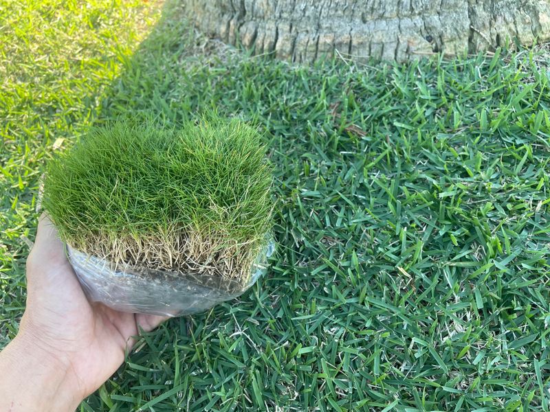 Dry Summers Leave Thatch And Thin Spots