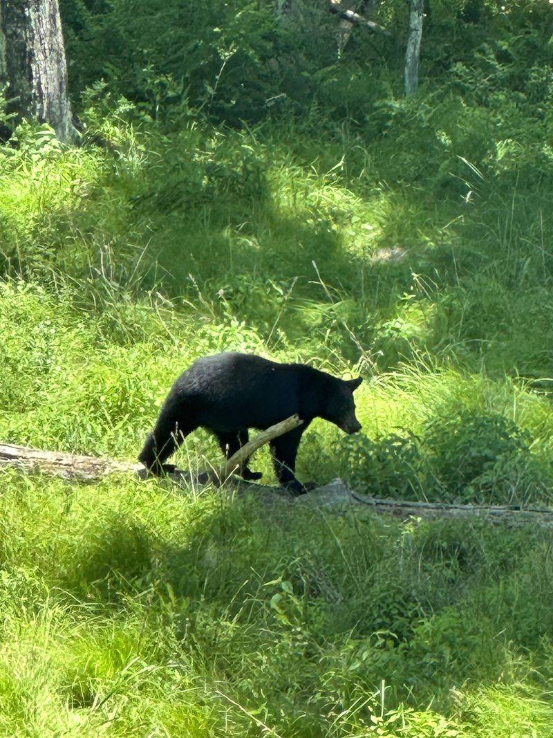 Dry Summers Push Bears Deeper Into Neighborhoods