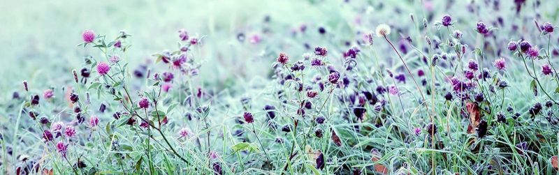Dry Your Harvest Indoors Before Frost Hits Dry Your Harvest Indoors Before Frost Hits
