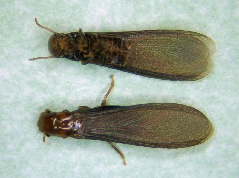 Drywood Swarmers Fly In Late Summer And Fall