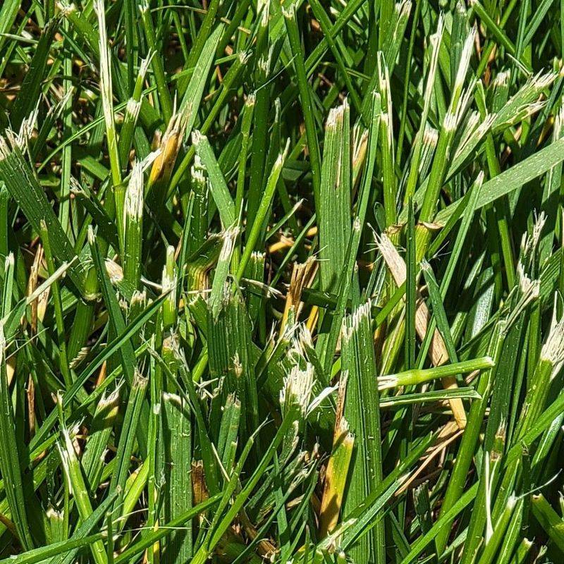 Dull Mower Blades Fray And Yellow Tips Dull Mower Blades Fray And Yellow Tips