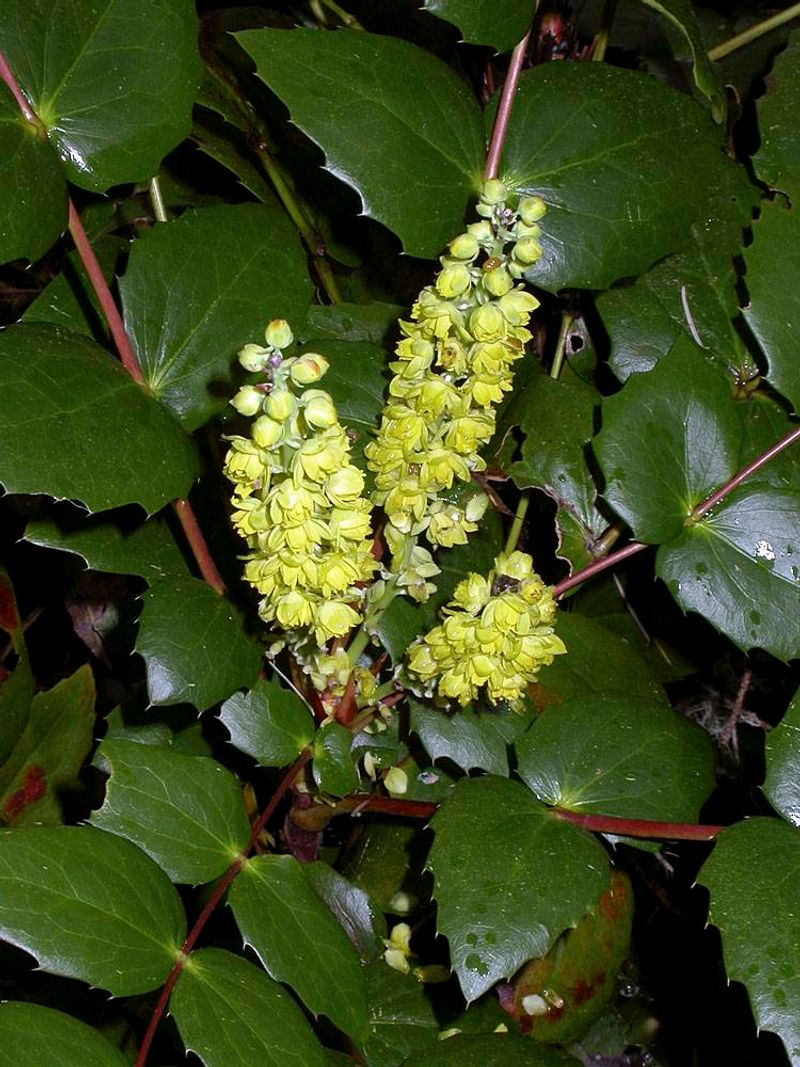 Dull Oregon Grape Fills Shady Spots Dull Oregon Grape Fills Shady Spots
