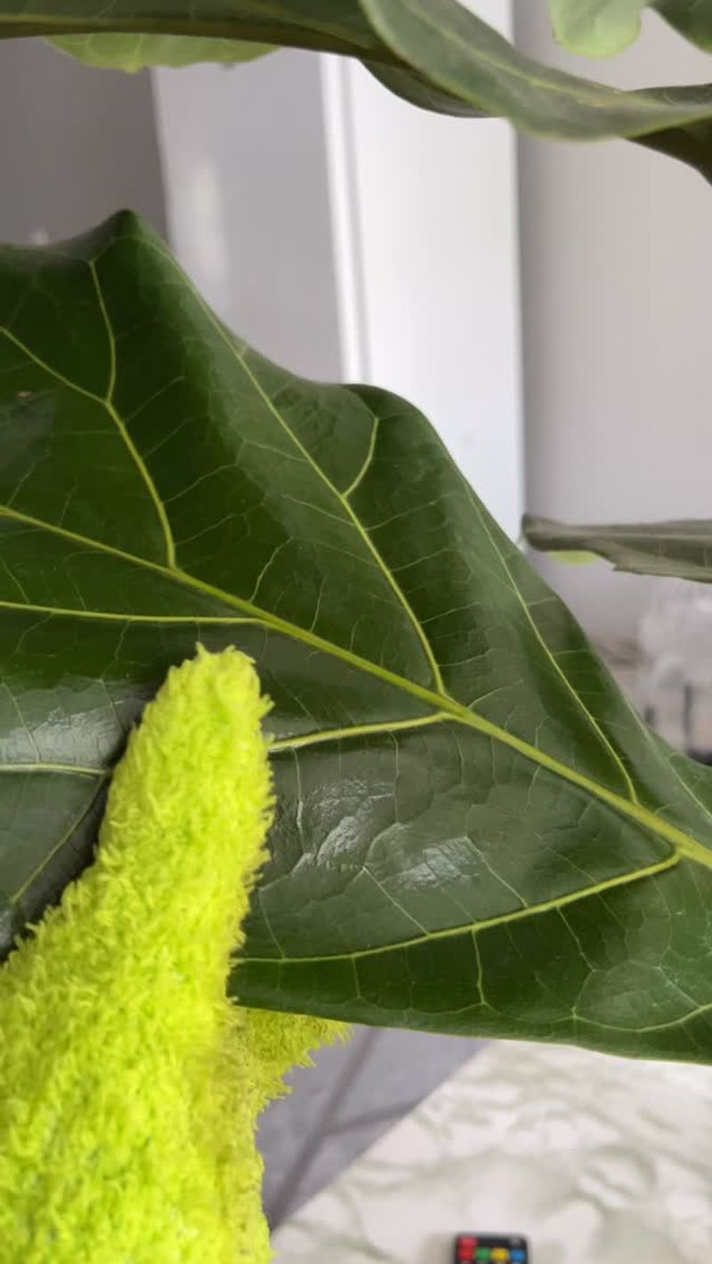 Dusty Leaves Give Mites An Advantage
