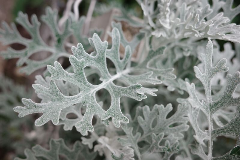 Dusty Miller Adds Silver Contrast Among Blooms