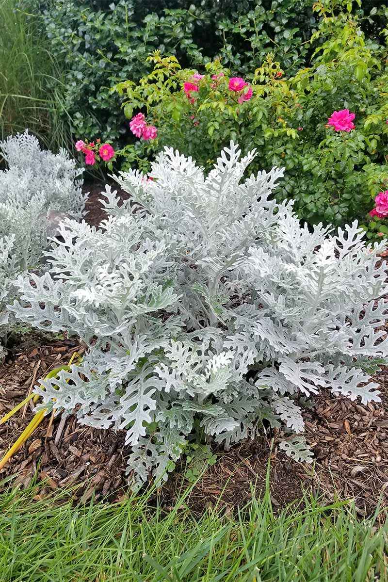 Dusty Miller Brings Silver Contrast Dusty Miller Brings Silver Contrast