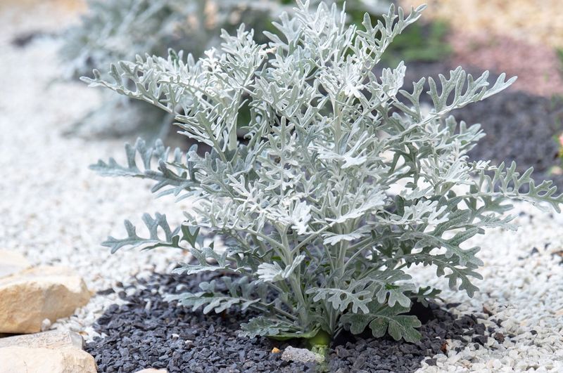 Dusty Miller Glows Like A Ghost