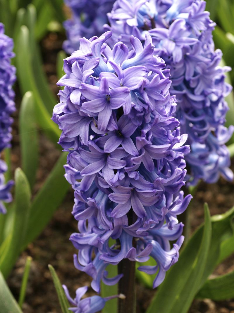 Dutch Hyacinths Dutch Hyacinths