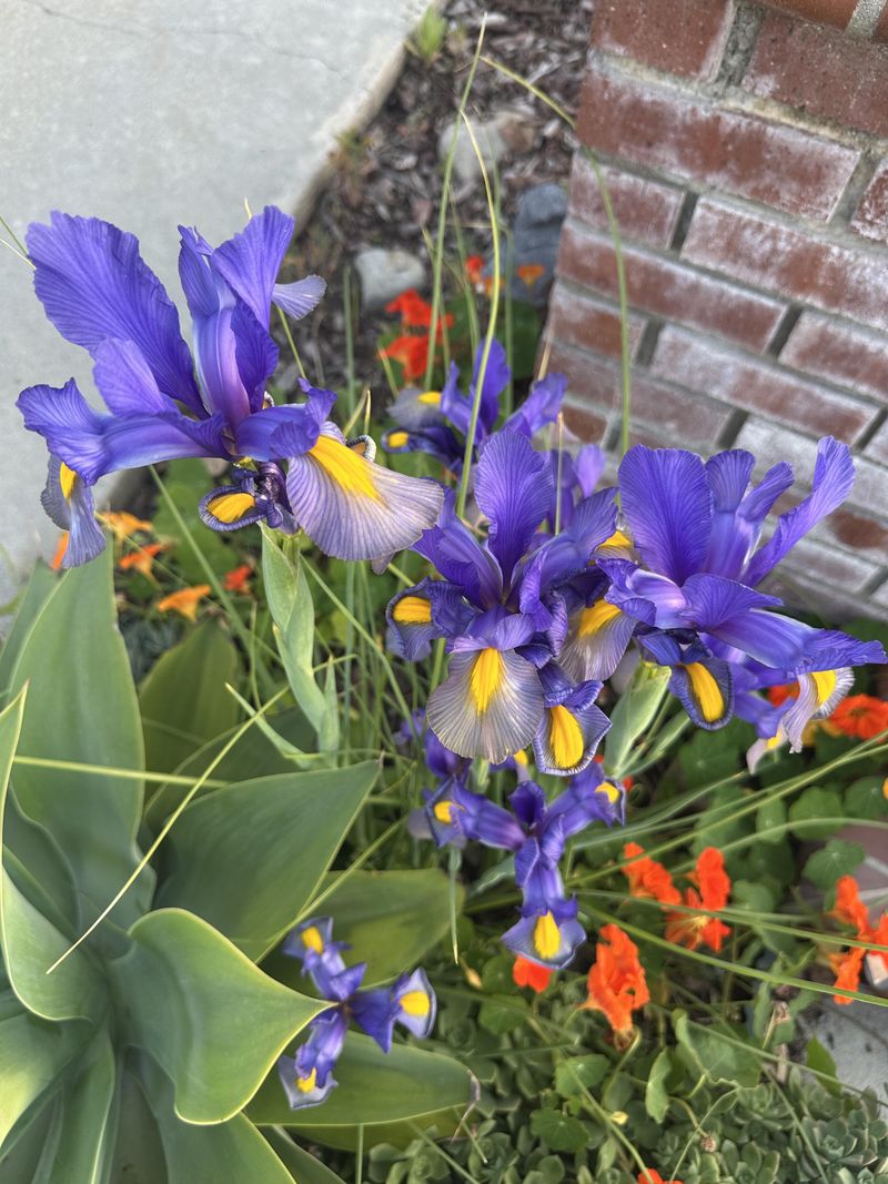 Dutch Iris Adds Elegant Spikes Dutch Iris Adds Elegant Spikes