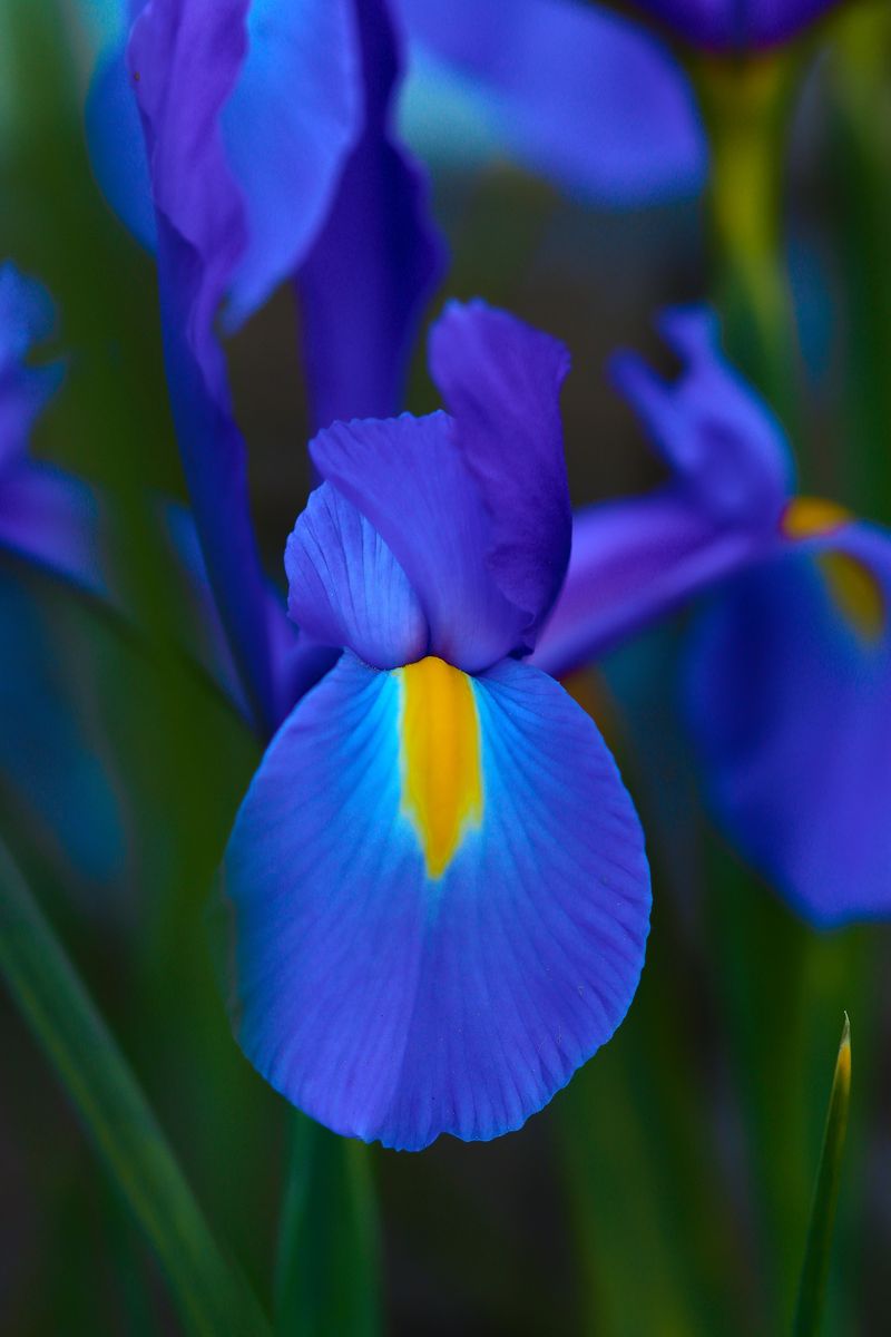 Dutch Iris For Tall, Elegant Stems