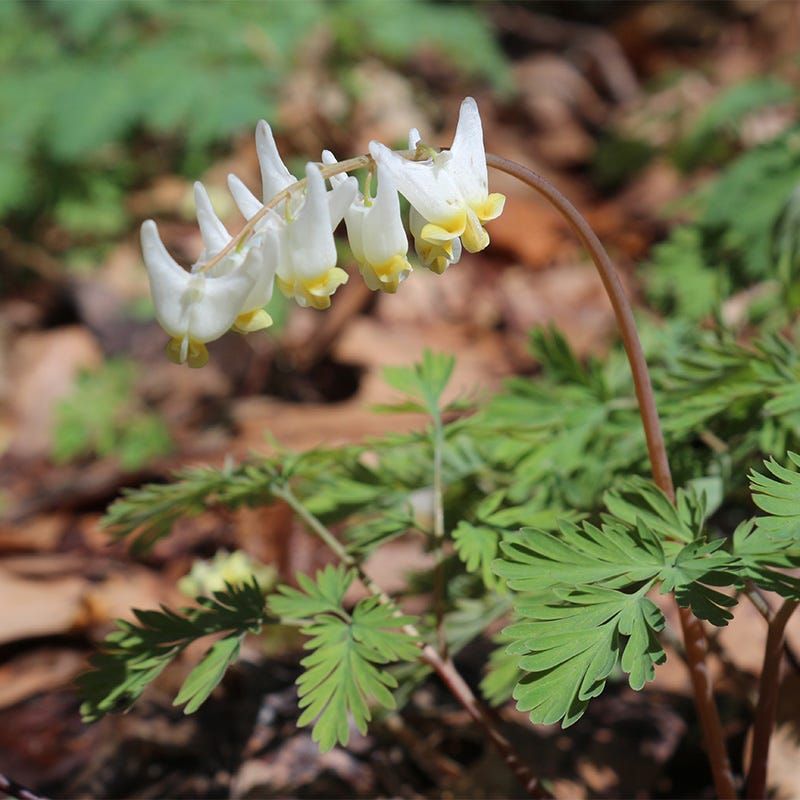 Dutchman's Breeches Bring Whimsy To Michigan Woods Dutchman's Breeches Bring Whimsy To Michigan Woods