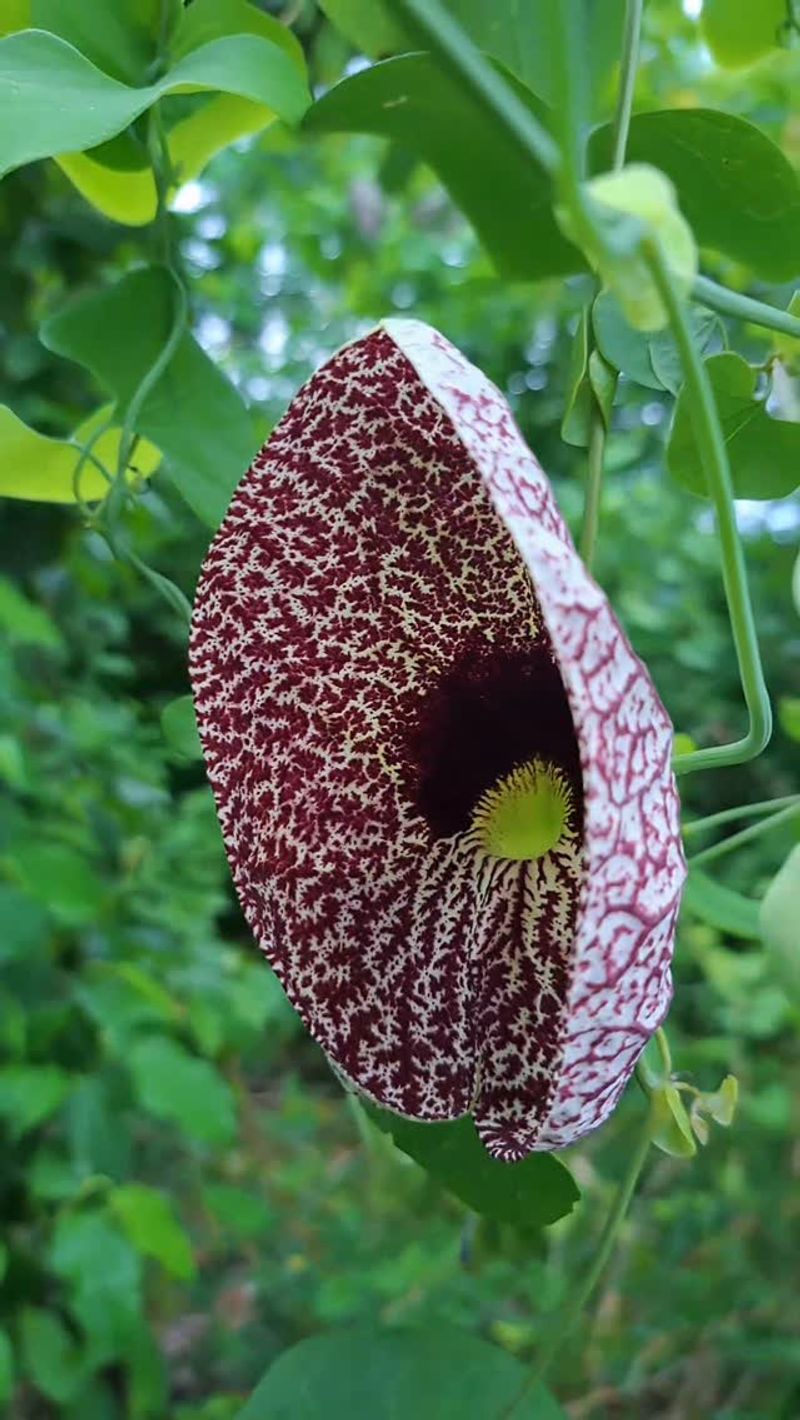 Dutchman's Pipe Makes A Leafy Green Curtain Dutchman's Pipe Makes A Leafy Green Curtain