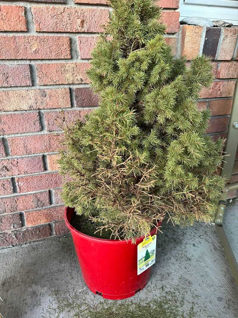 Dwarf Alberta Spruce That Dries Out In Winter Wind Dwarf Alberta Spruce That Dries Out In Winter Wind