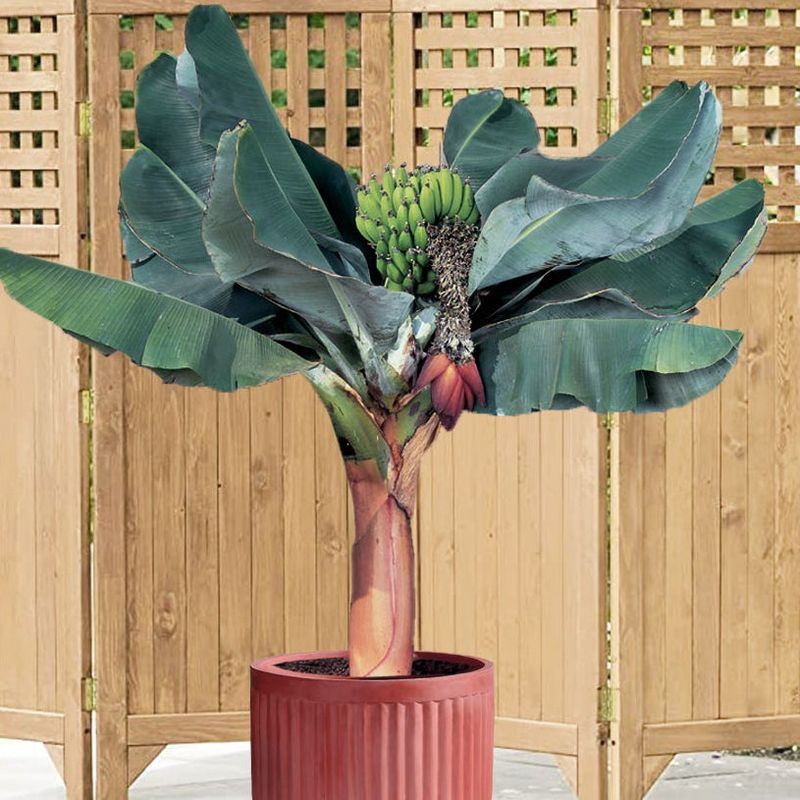 Dwarf Banana Plant Dwarf Banana Plant