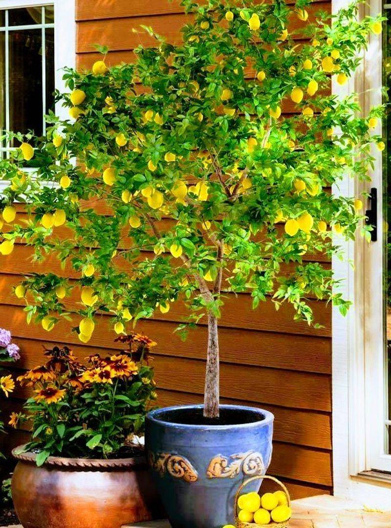 Dwarf Citrus