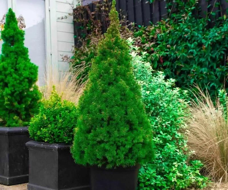 Dwarf Conifers For Winter Structure