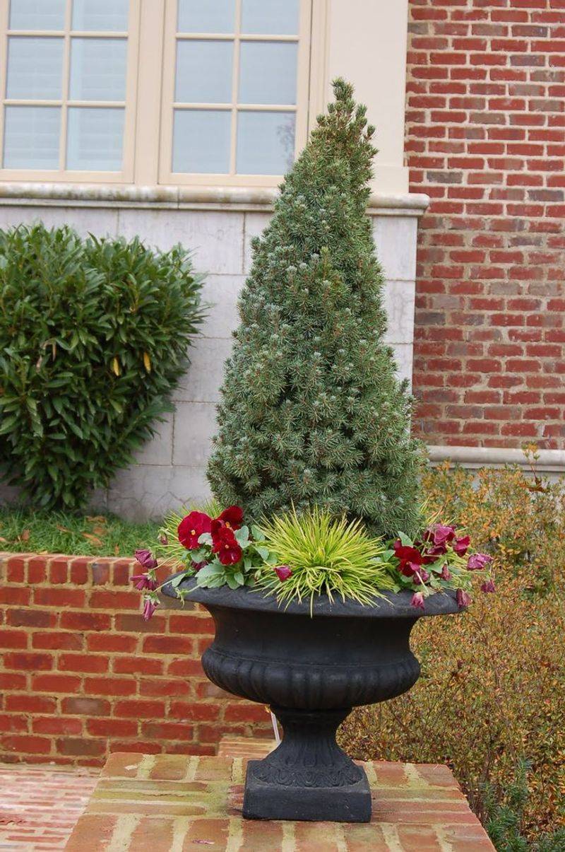 Dwarf Conifers For Year-Round Structure Dwarf Conifers For Year-Round Structure