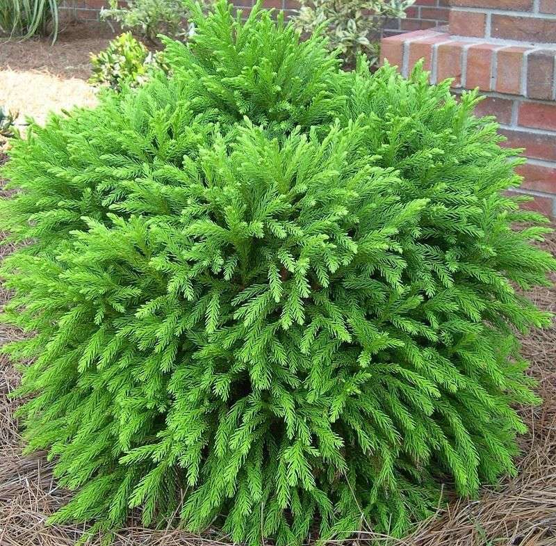 Dwarf Cryptomeria 'Globosa Nana' Dwarf Cryptomeria 'Globosa Nana'