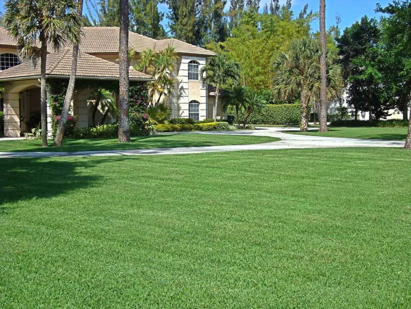 Dwarf Cultivars Like Seville Can Be Kept A Bit Lower Dwarf Cultivars Like Seville Can Be Kept A Bit Lower