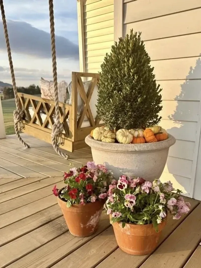 Dwarf Evergreens In Containers Dwarf Evergreens In Containers