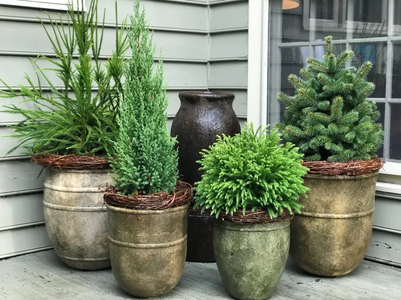 Dwarf Evergreens In Pots Dwarf Evergreens In Pots