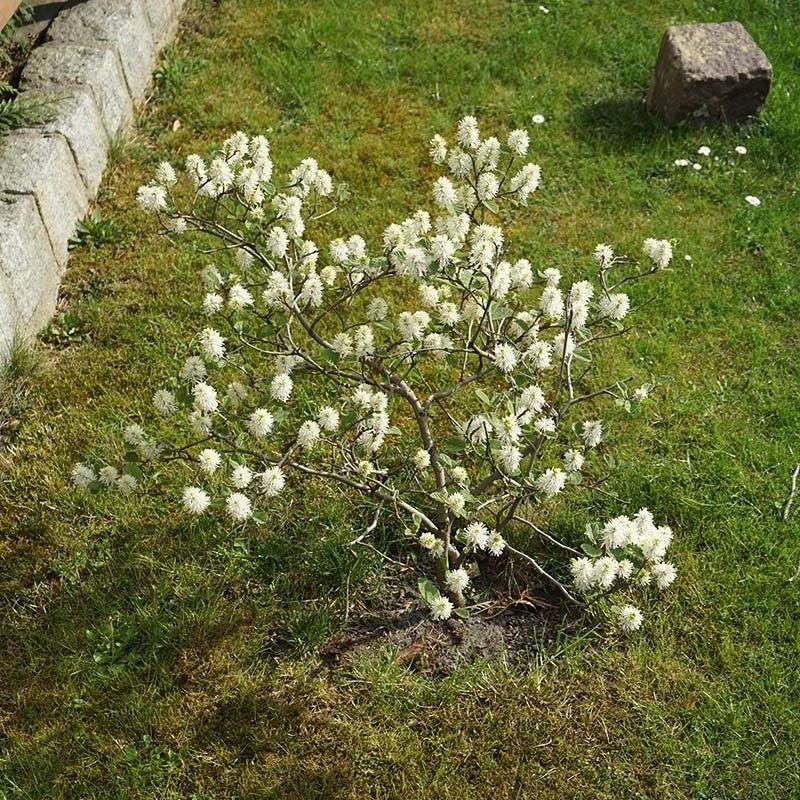 Dwarf Fothergilla Packs Big Color In A Small Size Dwarf Fothergilla Packs Big Color In A Small Size