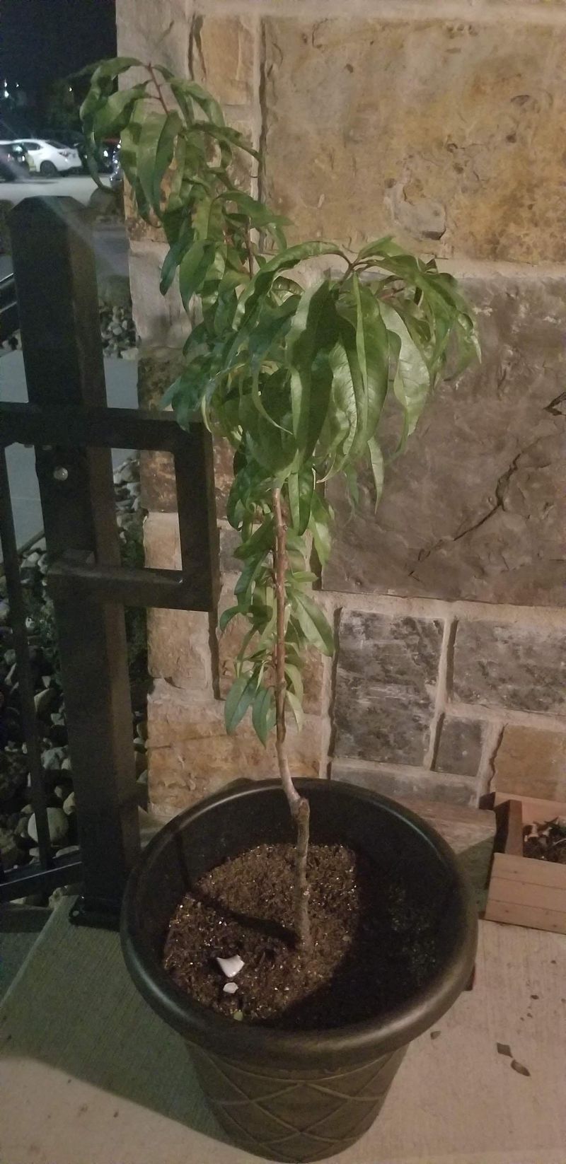 Dwarf Fruit Trees With Vulnerable Container Roots Dwarf Fruit Trees With Vulnerable Container Roots