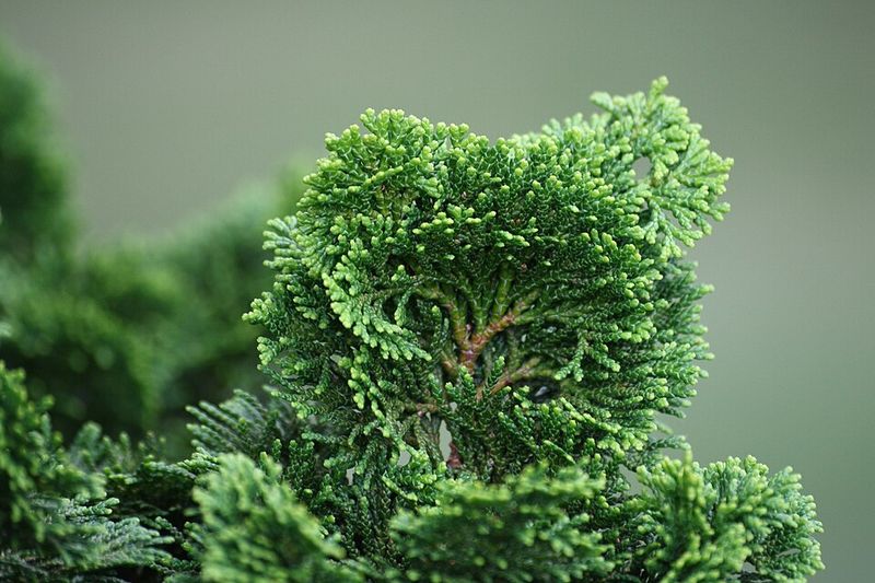 Dwarf Hinoki Cypress 'Nana Gracilis' Dwarf Hinoki Cypress 'Nana Gracilis'