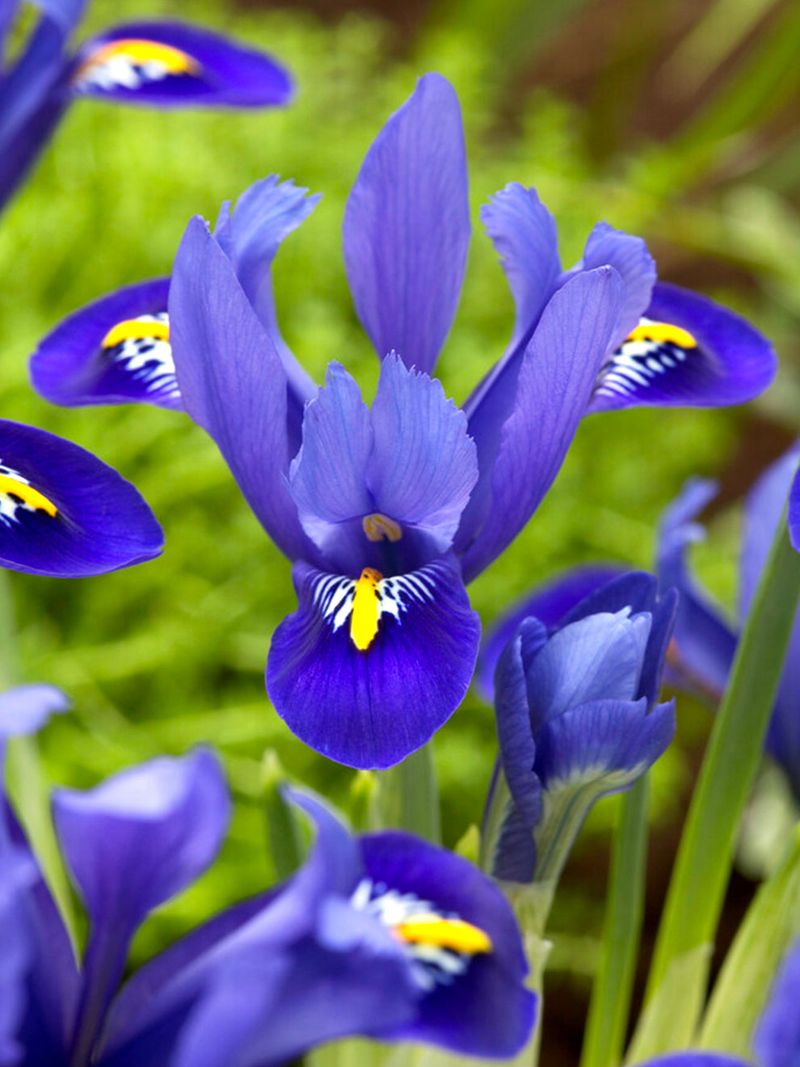Dwarf Iris Dwarf Iris