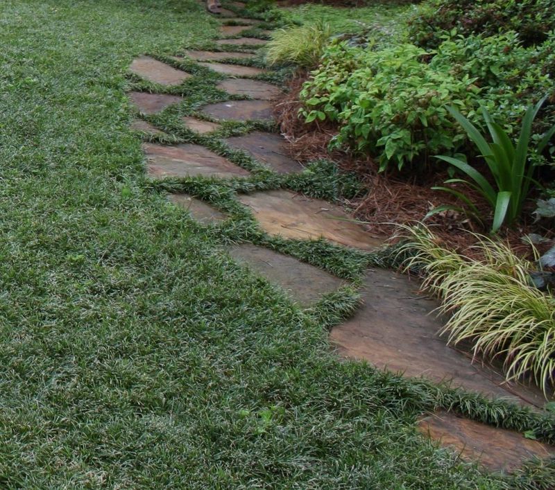 Dwarf Mondo Grass Knits A Dense Carpet Between Pavers Dwarf Mondo Grass Knits A Dense Carpet Between Pavers