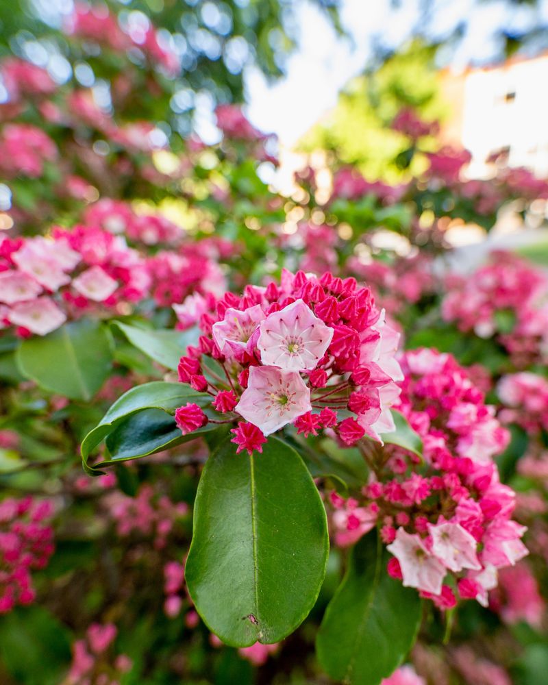 Dwarf Mountain Laurel Brings The State Flower Home Dwarf Mountain Laurel Brings The State Flower Home