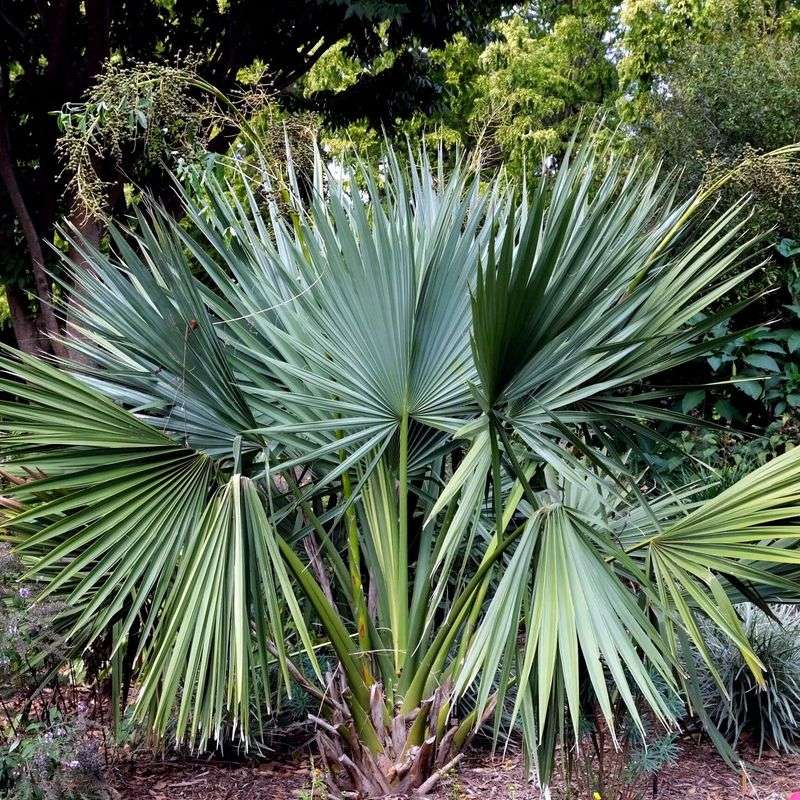 Dwarf Palmetto
