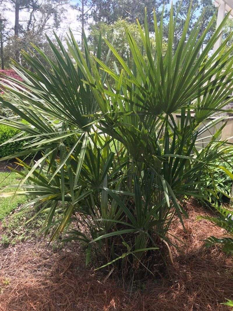 Dwarf Palmetto